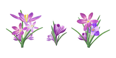 Watercolor set of bouquets of crocuses isolated on transparent background. Illustration for the design of postcards, greetings, patterns, for Save the Date, Valentines day, birthday, wedding cards