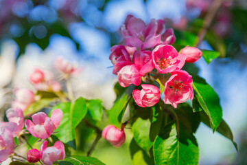 Fototapeta na wymiar Blooming apple tree in the city park. Pink buds of a blooming apple tree close-up. Spring flowers. Cherry blossoms close-up, selective focus. Sakura petals.