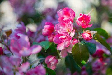 Blooming apple tree in the city park. Pink buds of a blooming apple tree close-up. Spring flowers. Cherry blossoms close-up, selective focus. Sakura petals.