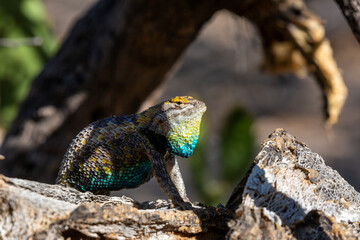 An adult male desert spiny lizard, Sceloporus magister, displaying breeding colors. A brightly colored lizard with brown, blue and yellow markings posing on a prickly pear cacti. Sonoran Desert, USA.