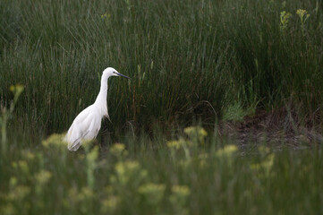 Egretta garzetta - Little Egret - Aigrette garzette