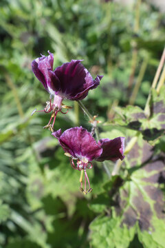 Geranium phaeum 'Samobor' - dusky cranesbill - april