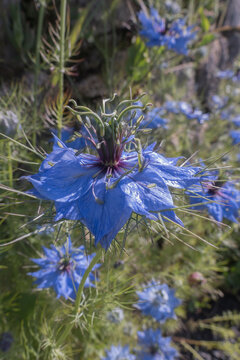 Nigella damascena - love in a mist - may