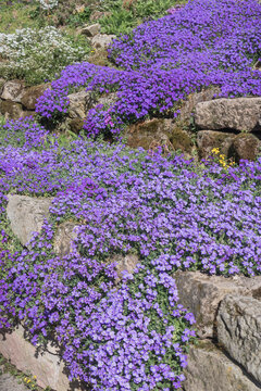 Aubrieta deltoidea - false rockcress - april