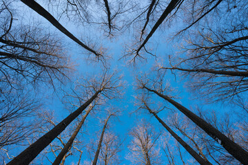 Zimowe drzewa widziane z żabiej perspektywy, na tle błękitnego nieba.