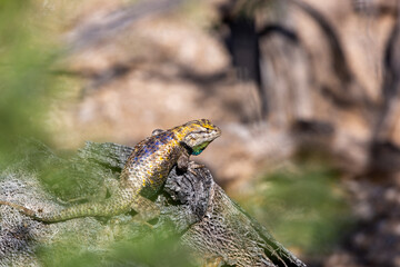 An adult male desert spiny lizard, Sceloporus magister, displaying breeding colors. A brightly colored lizard with brown, blue and yellow markings posing on a prickly pear cacti. Sonoran Desert, USA.