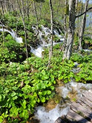 waterfall in the forest