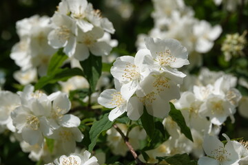 Philadelphus coronarius Seringat commun