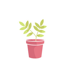 pot with plant
