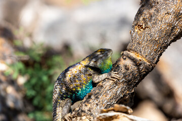 An adult male desert spiny lizard, Sceloporus magister, displaying breeding colors. A brightly colored lizard with brown, blue and yellow markings posing on a prickly pear cacti. Sonoran Desert, USA.