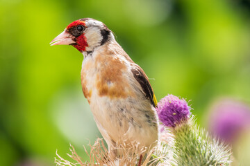 European goldfinch, feeding on the seeds of thistles. Carduelis carduelis.