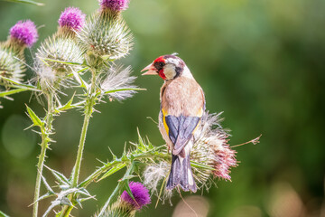 European goldfinch, feeding on the seeds of thistles. Carduelis carduelis.