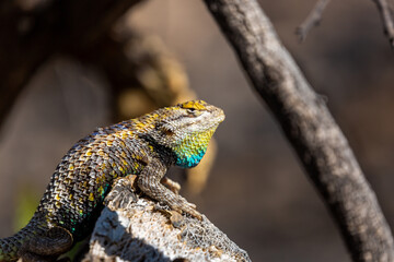 An adult male desert spiny lizard, Sceloporus magister, displaying breeding colors. A brightly colored lizard with brown, blue and yellow markings posing on a prickly pear cacti. Sonoran Desert, USA.