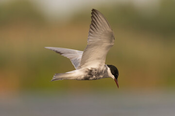 Obraz premium Common tern - Sterna hirundo - with spread wings in flight with green background. Photo from Danube Delta in Romania.