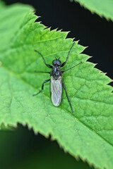 one small black fly sits on a green leaf of a plant in nature in a spring park