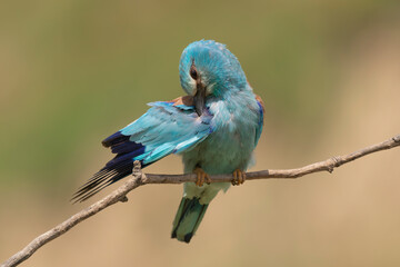 Obraz premium European roller - Coracias garrulus - perched with green background. Blue bird at green background. Photo from Dobruja in Bulgaria.