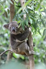 木に登ったコアラのポートレート