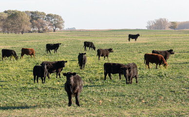 Naklejka na ściany i meble Herd steers in the meadow