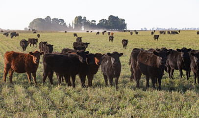 Herd steers in the meadow