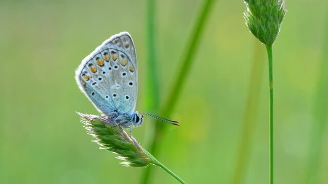 Polyommatus icarus. Small butterfly of beautiful colors
