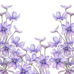 Watercolor spring flowers isolated on white background. Scilla. Coppice, hepatica - first spring flowers. Illustration of delicate lilac flowers. Primroses, the anemones. forest flowers liverwort