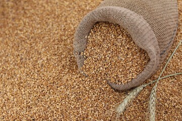 Sack of wheat,а bag of grain, scattered, on a pile, wheat, seeds, a box for Christmas, holiday, evening, day, harvest, ears of corn, agriculture, rural, background, background image