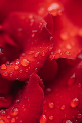 Dew drops on red rose petals, macro shot.