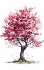 Obraz premium Sakura Cherry Blossom Watercolor illustration