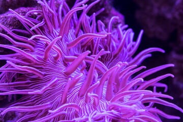 Striped Long Tentacle Anemone - Macrodactyla doreensis in underwater