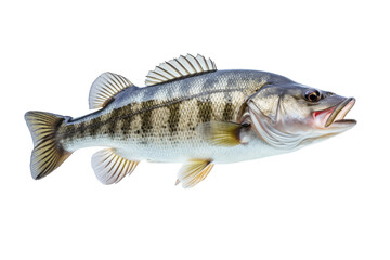 Fototapeta premium Largemouth Bass Isolated created with Generative AI Technology, ai, generative