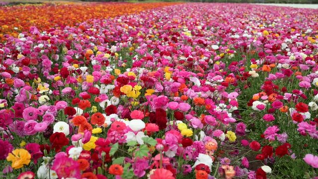 field of colorful ranunculus flowers