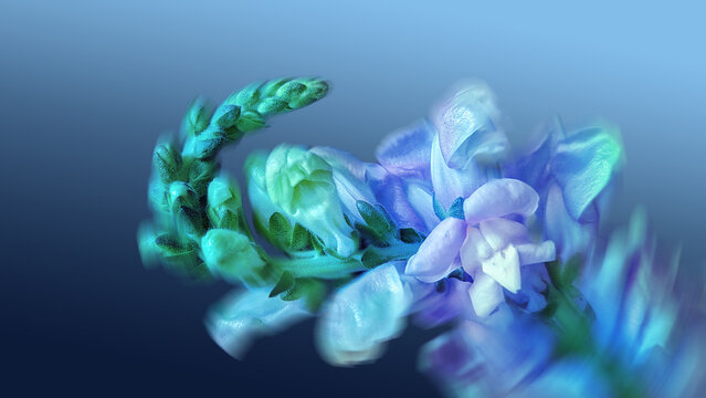 Close Up Blue Floral Art, Flower Macro Photography