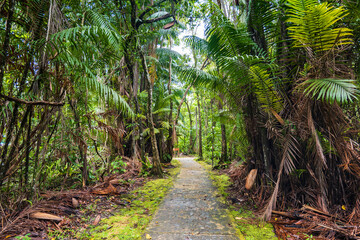 Bako National Park rainforest jungle trekking path, in Kuching, Borneo, Malaysia © Marius Karp
