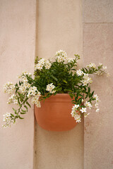 Fototapeta na wymiar white tiny flowers in a clay flowerpot on the wall