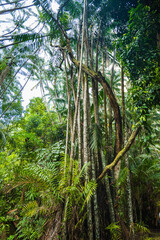 Fototapeta premium Bako National Park rainforest jungle landscape, in Kuching, Borneo, Malaysia