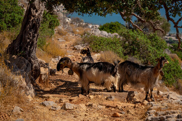 Kozy na stokach gór na Krecie