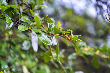leaves on a tree