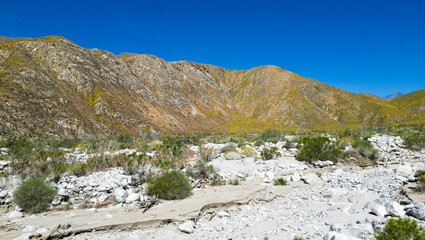 The Whitewater River Valley near Palm Springs, California, where the recent wet winter cause a super bloom of flowers near the river in the Desert.