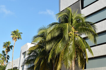 Miami, Florida, USA, facade of the buildings, Miami Beach streets, modern urban architecture