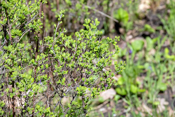 Young spring leaves of Ferghana meadowsweet, an ornamental shrub in a spring garden. Fresh leaves of decorative spirea.