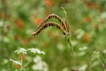 flowers in the grass