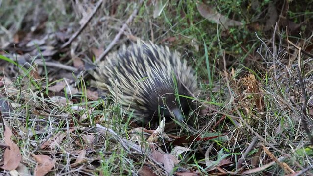 Australian Short-beaked Echidna foraging for food