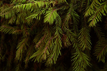 Fototapeta na wymiar Spruce branches texture, beautiful floral background