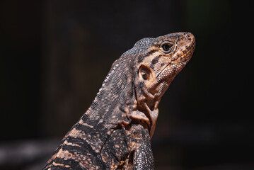 Green iguana on tree in tropical rainforest, Rio Tempisque Guanacaste, Costa Rica wildlife