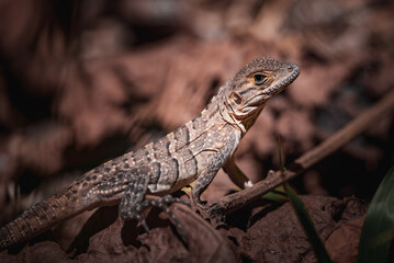 Green iguana on tree in tropical rainforest, Rio Tempisque Guanacaste, Costa Rica wildlife