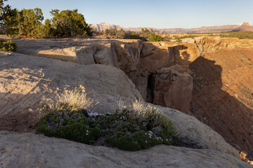 A patch of mountain phlox grows out of a crack in the sandstone cap of Gooseberry Mesa in Southern Utah, USA, looking like thick fluffy moss with pink flowers on top.
