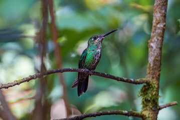 Green Hermit, Phaethornis guy, rare hummingbird from Costa Rica, green bird