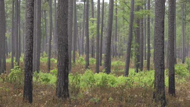 Untitled ProjectThe re greening of the understory plants of a pine savannah post fire as many patches of brush remain unburned, accumulating debris and fuel for the next controlled burn on the propert