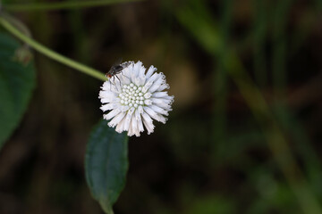 Flor blanca polinizador mosca