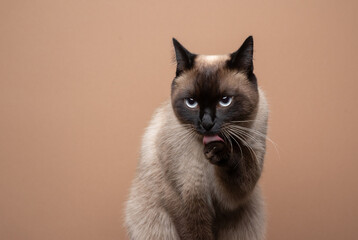 siamese cat cleaning itself, licking paw grooming fur. studio shot on cream colored background with...
